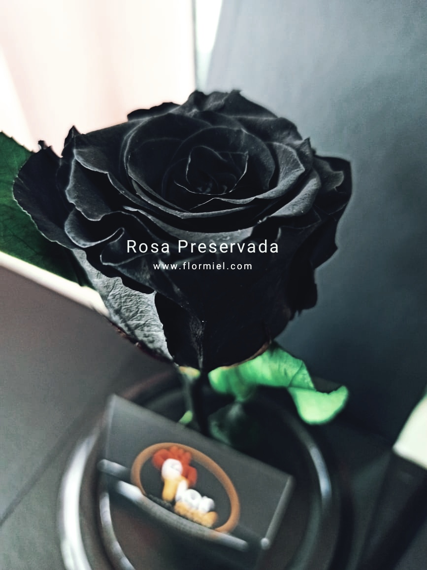 Rosa Preservada Negra Flor Miel | FLOR MIEL