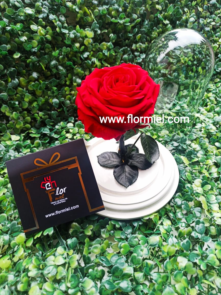 Rosa Preservada Roja Pequeña Flor Miel | FLOR MIEL