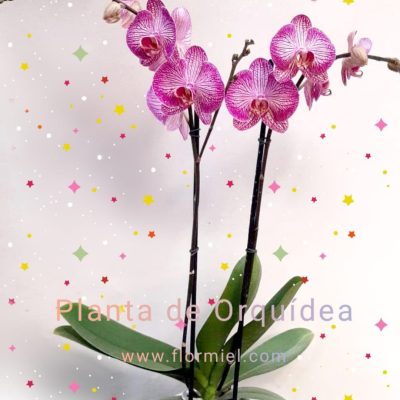 Planta de Orquídea 06 Flor Miel