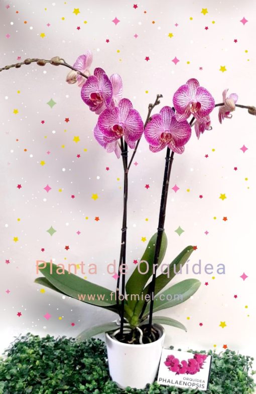Planta de Orquídea 06 Flor Miel