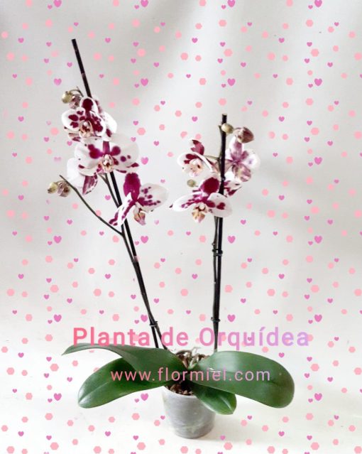 Planta de Orquídea Blanca Fucsia 08 Flor Miel