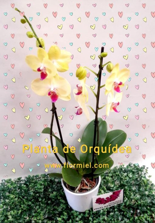 Planta de Orquídea Fucsia Amarilla 09 Flor Miel