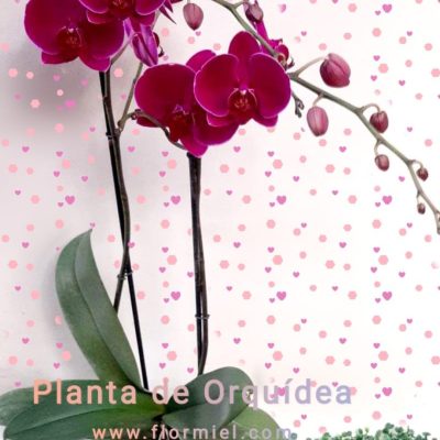 Planta de Orquídea Fucsia Oscura Flor Miel