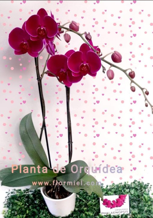 Planta de Orquídea Fucsia Oscura Flor Miel